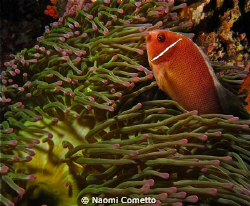 anemone fish by Naomi Cometto 